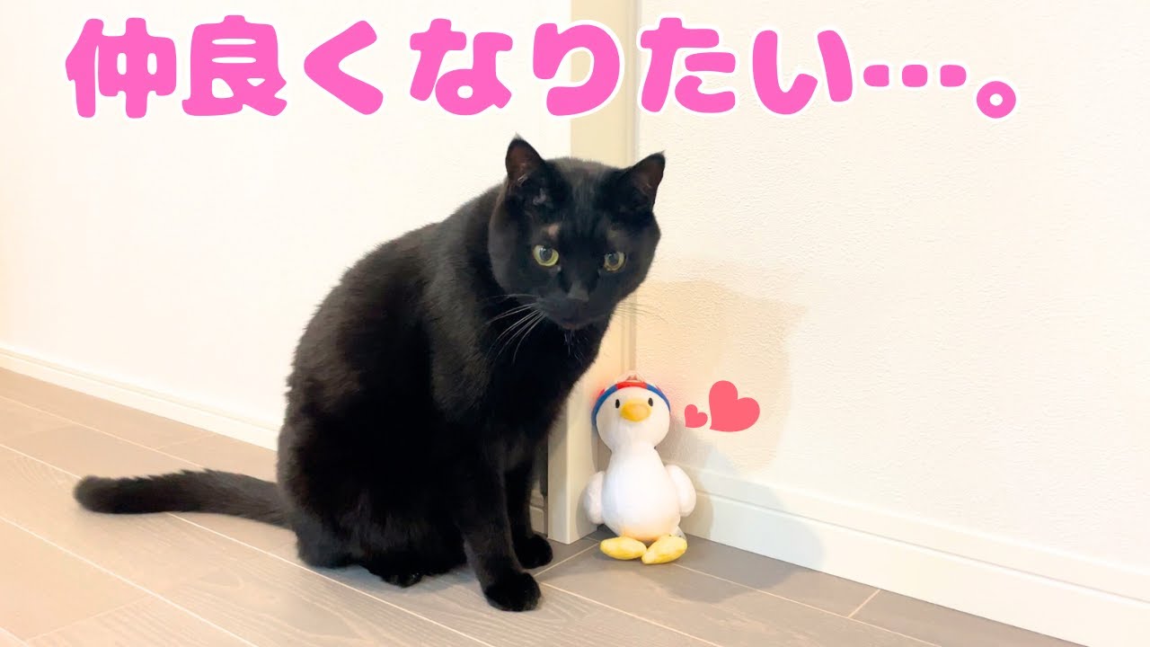 【ラグドールと黒猫の3兄弟】推しぬいと仲良くなってほしい…パパの切なる願い(笑)【Three brothers: a Ragdoll and tow black cats】
