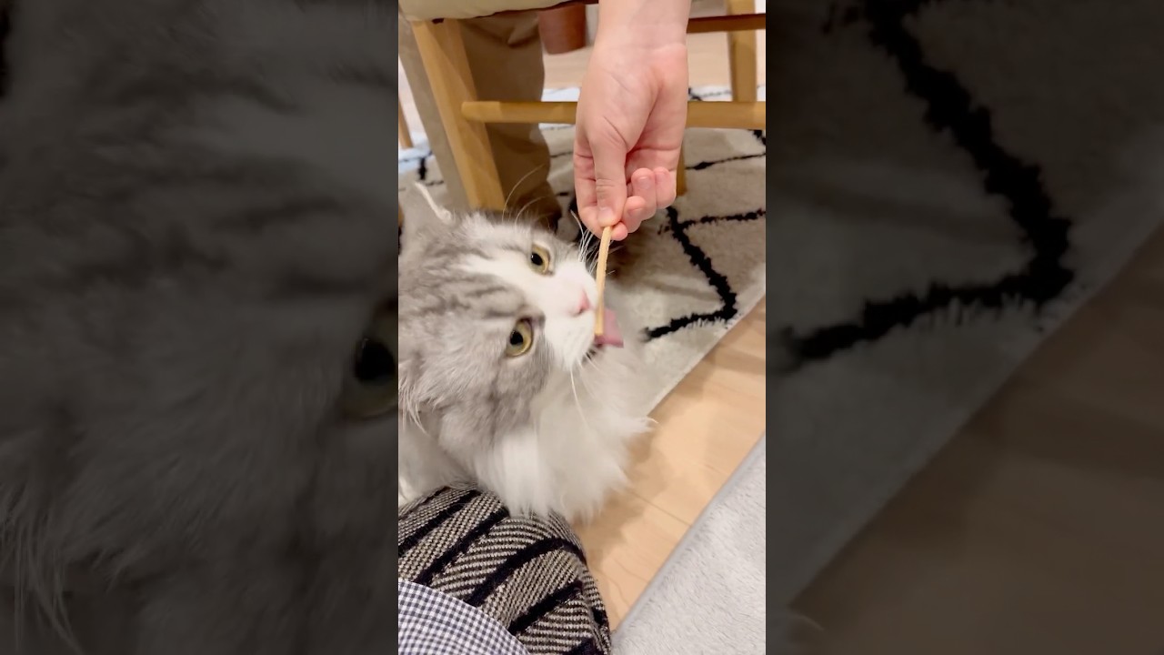 これでも歯磨き中です（笑） #猫 #ねこ #マンチカン #短足マンチカン #cat