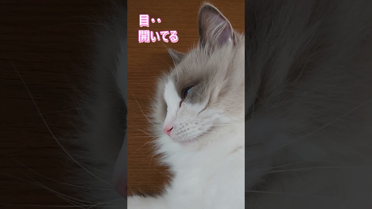静止画ではありませんww #cat #猫のいる暮らし #ラグドール