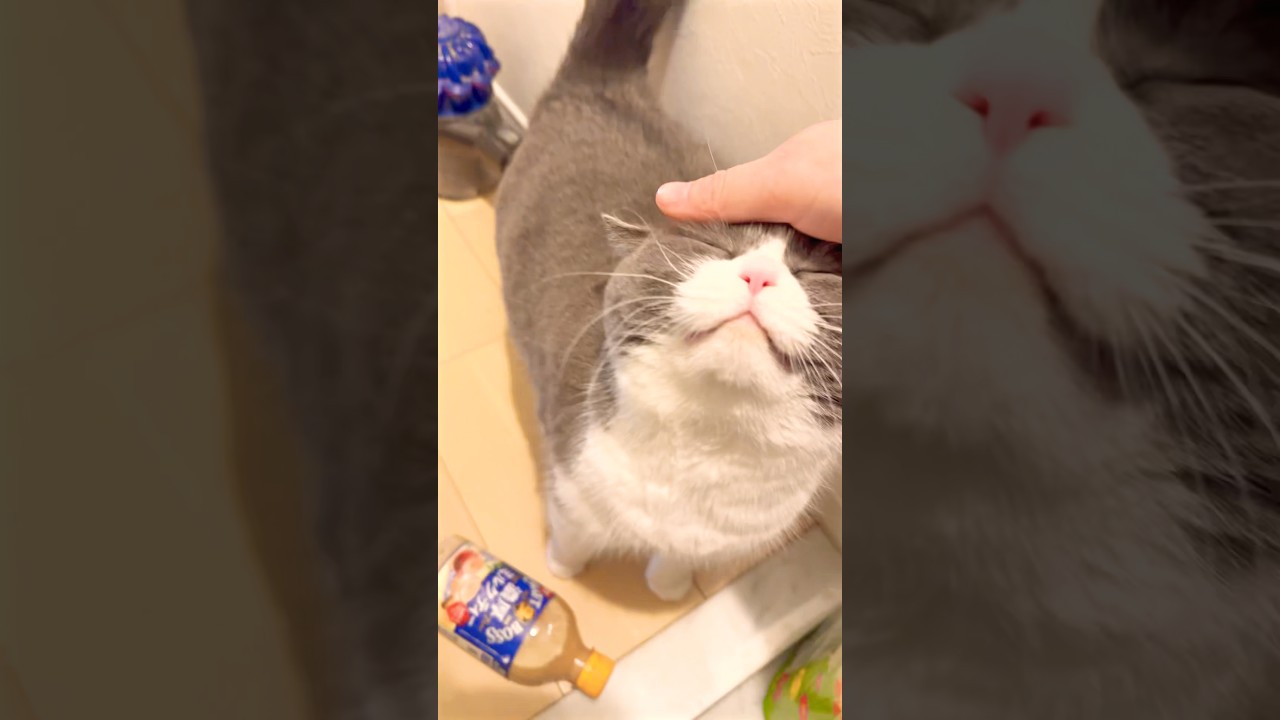 #走る猫 #cat #ブリテッシュショートヘアー #猫 #猫のいる暮らし #ねこ #お出迎え猫 #お留守番猫