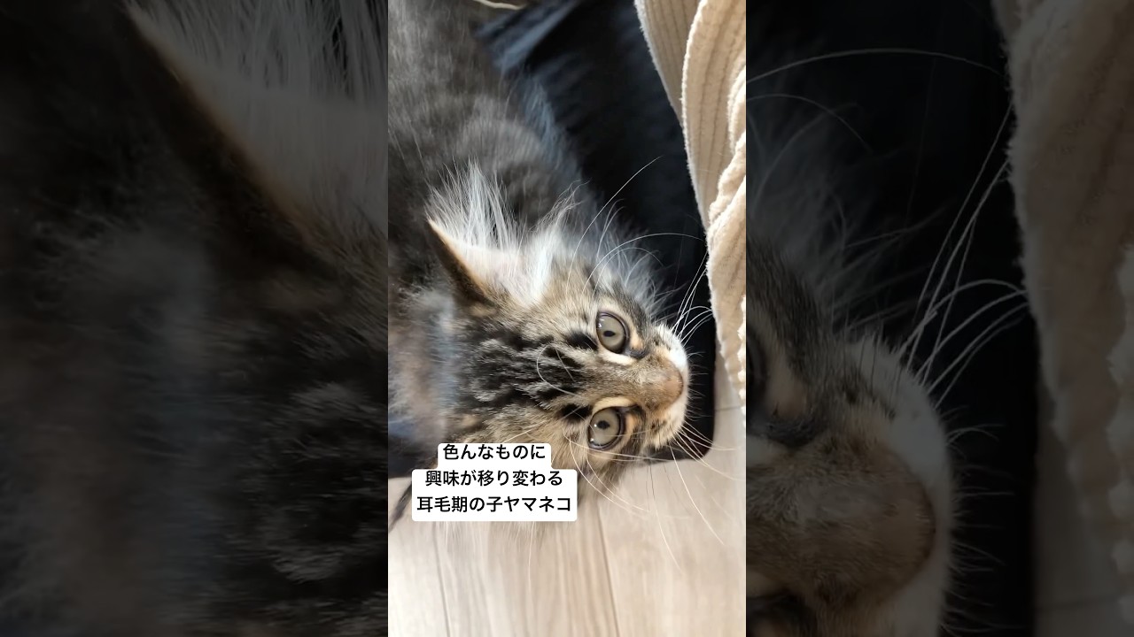 目に入る何もかもが新鮮 #猫 #サイベリアン #ヤマネコ