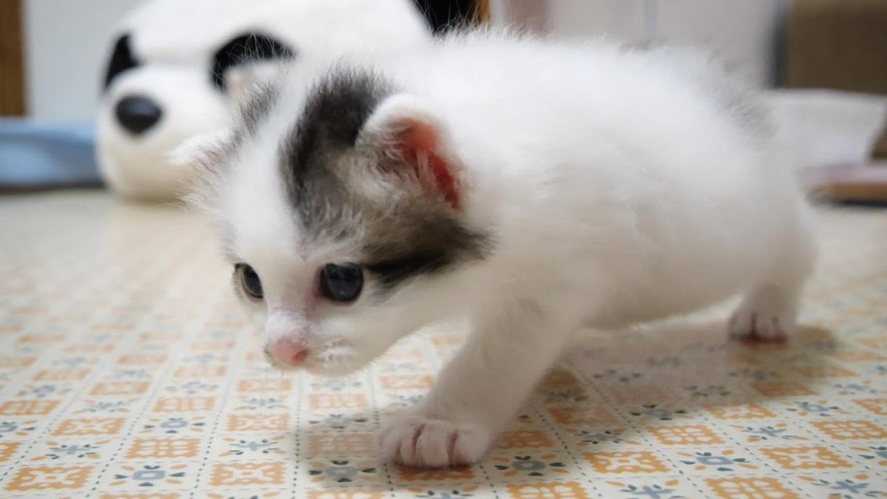 ヨチヨチ歩きの子猫が鳴き声を聞いてソファーへ急ぐ？【赤ちゃん猫　保護猫】