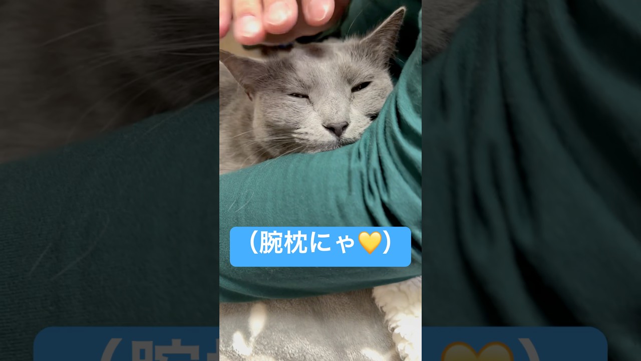【猫ロシアンブルー】ブランケットの中から・・そらちゃん❤️#shorts