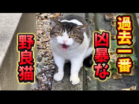 [凶暴猫]極寒の日々ご飯は欲しいが人間嫌いの過去1凶暴な野良猫A violent, human-hating stray cat looking for food