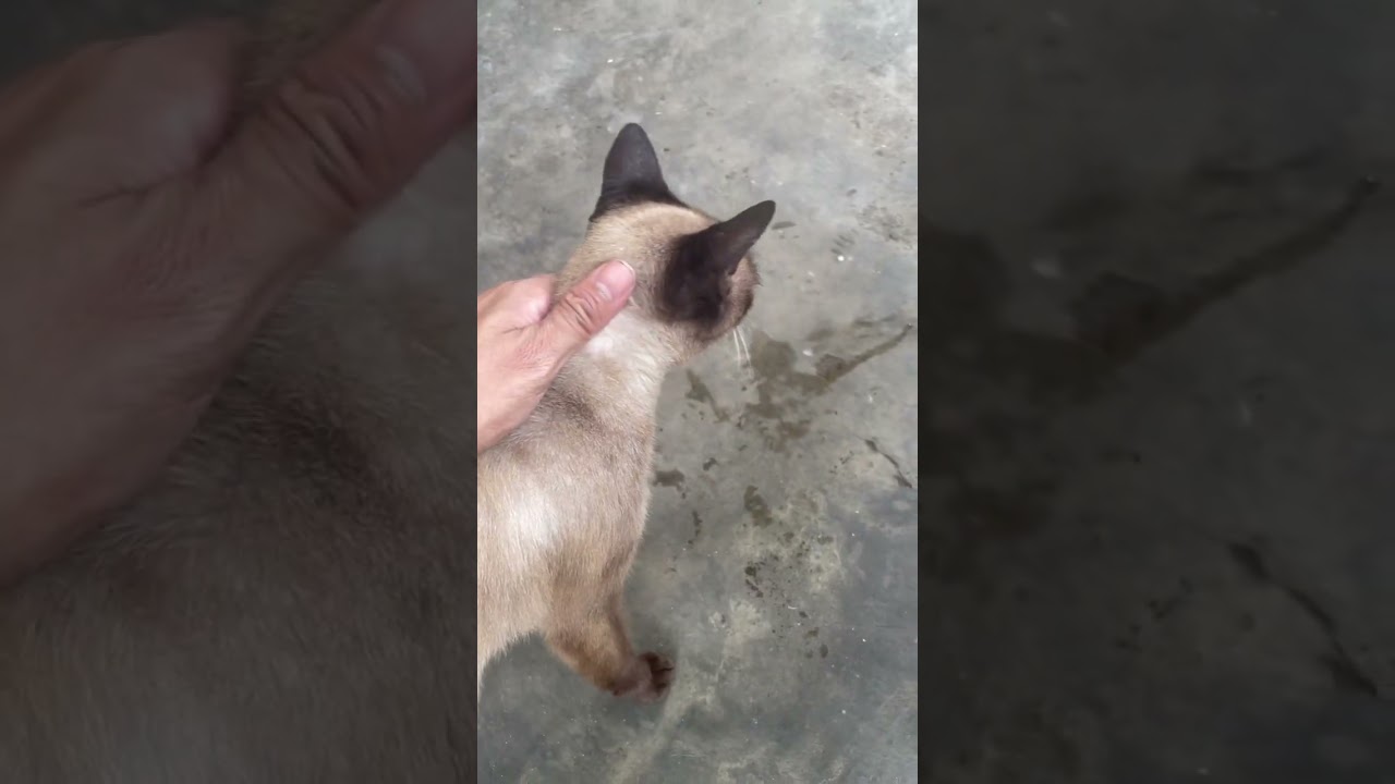 Siamese Cats Behavior