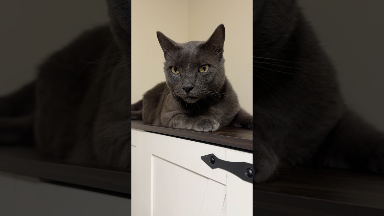 Siryk is resting on the closet #cat #cute #catlovers
