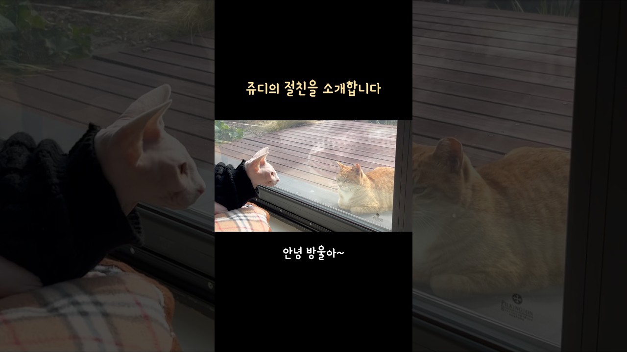 쥬디의 절친을 소개합니다💜 스핑크스고양이 친구 길냥이 방울이 창문사이로 꽃피운 우정