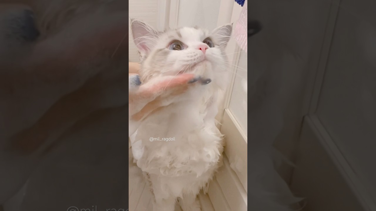 去年のミルのお風呂タイム #cat #ragdoll #ラグドール #ブルーポイントバイカラー #猫のいる暮らし