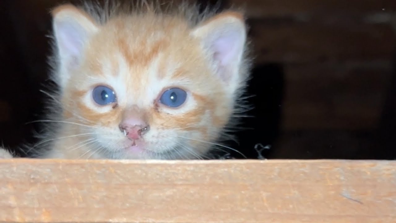 【保護猫】子猫の時の強いクセ...そのまま成長すると...?