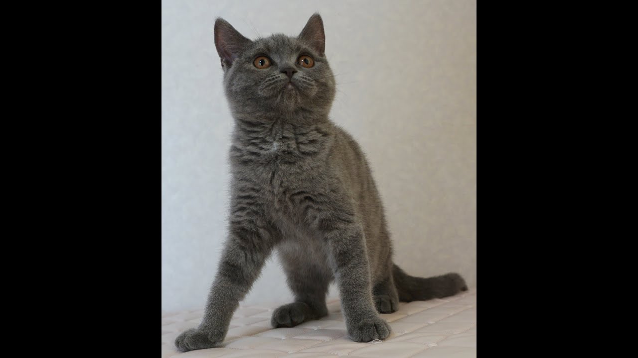 ブリティッシュショートヘアー子猫　British Shorthair　2024.10.1産まれ　ブルータビー　女の子　シーダキャット猫のお店