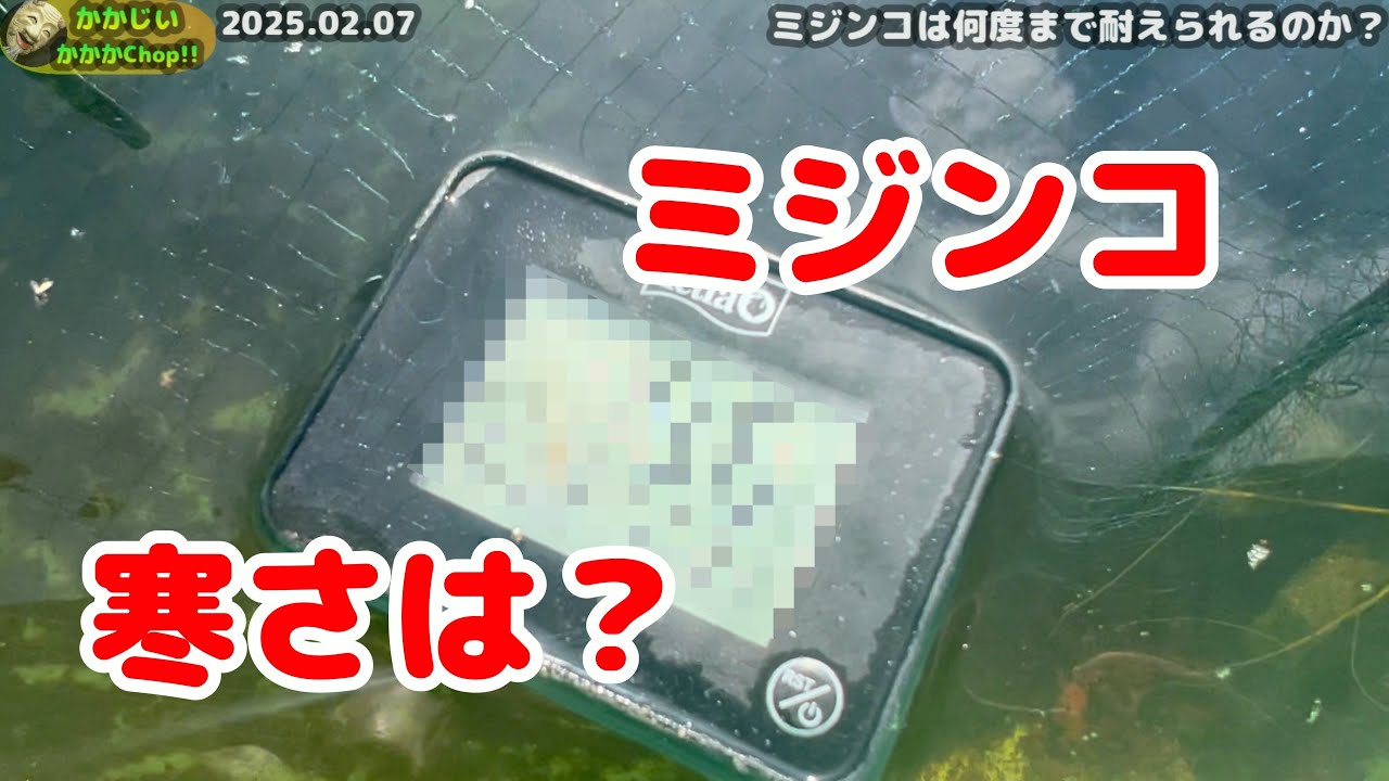 【タイリクミジンコ】ミジンコって何度まで耐えられるの？【シャムミジンコ】【スカシタマミジンコ】