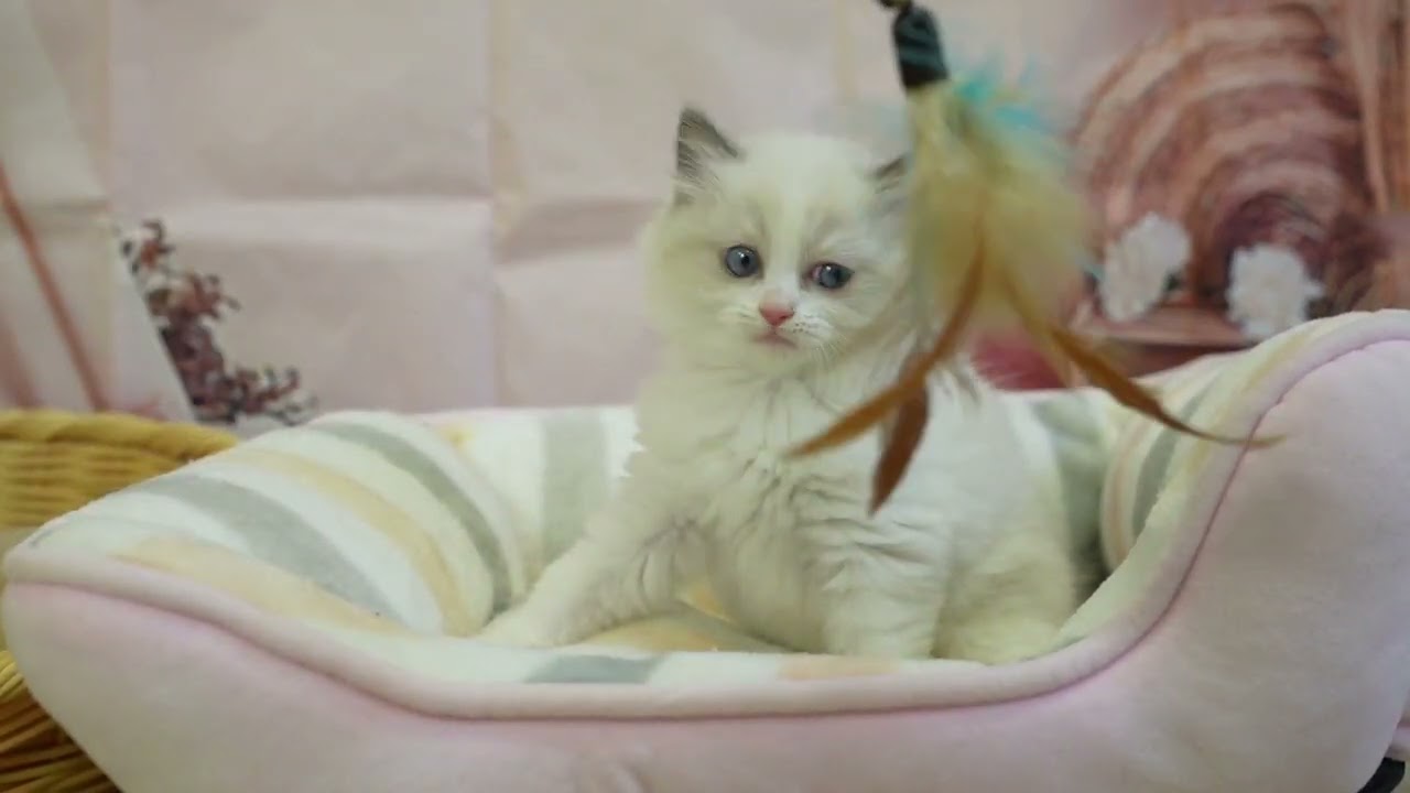 ラグドール 総額表示！！全て込みの価格です🐱