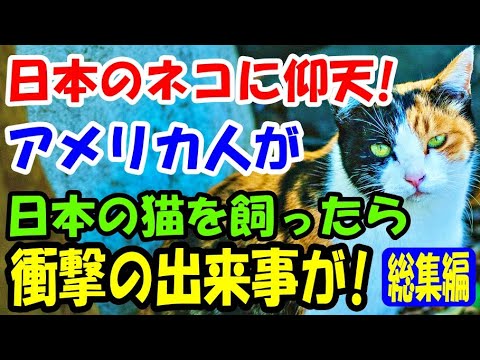 日本のネコに衝撃! アメリカ人男性が日本の猫を飼ったら、パニックになったある日 衝撃の出来事が!【猫の不思議な話】【総集編】