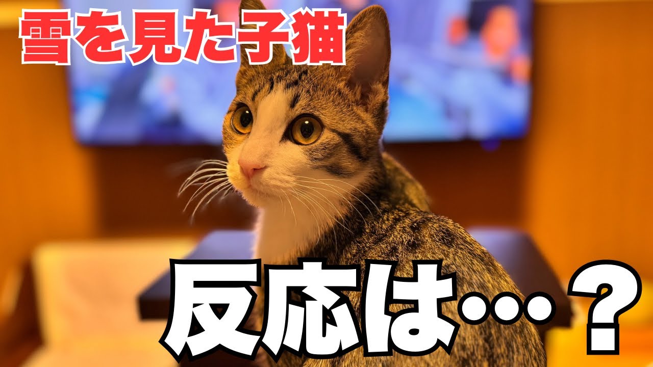 【保護猫】初めて大雪を見た子猫の反応がこちら