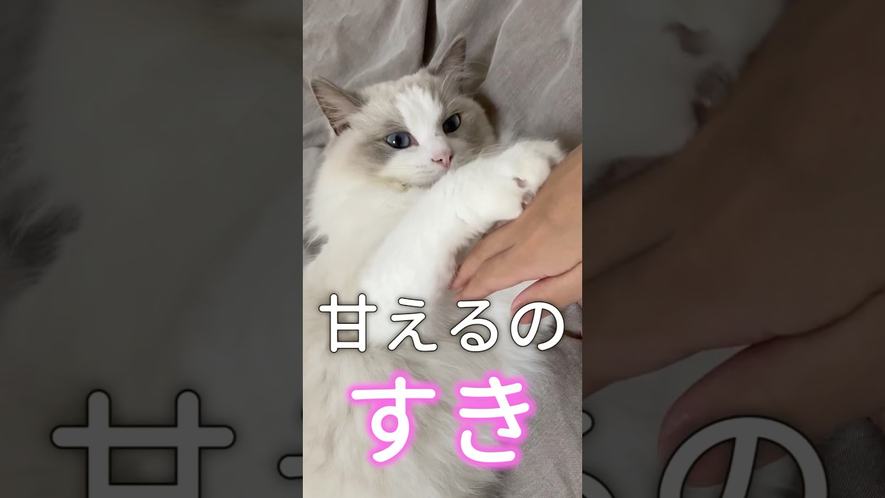 【20秒で分かる】ラグドールってどんな猫？