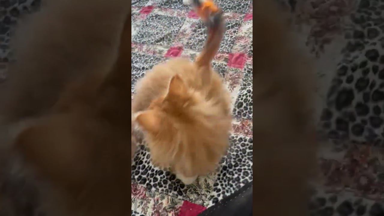 メインクーン 美しいの顔豊かな首まわり毛が多い，長毛が魅力をへと成長します！素晴らしい将来が楽しみ期待しています😘