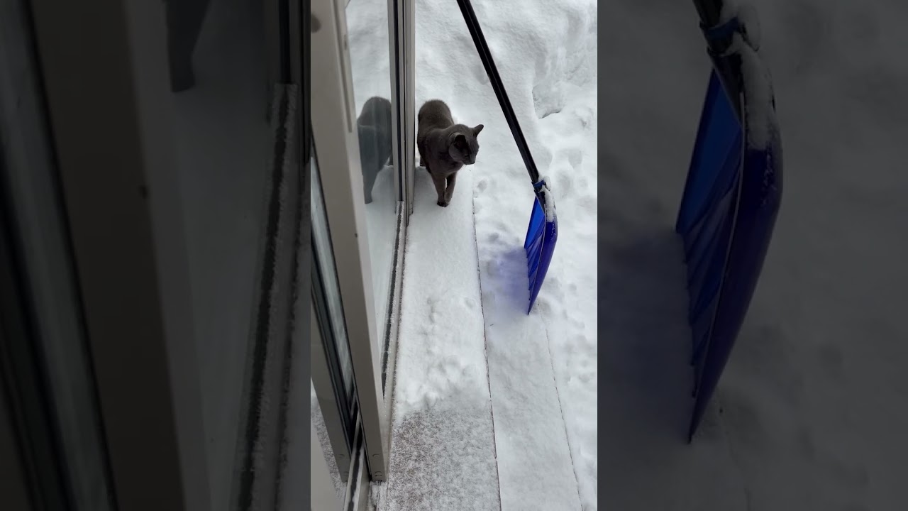 ハチワレ黒白＆ロシアンブルー￼のペーター　雪でもお散歩見回りパトロール