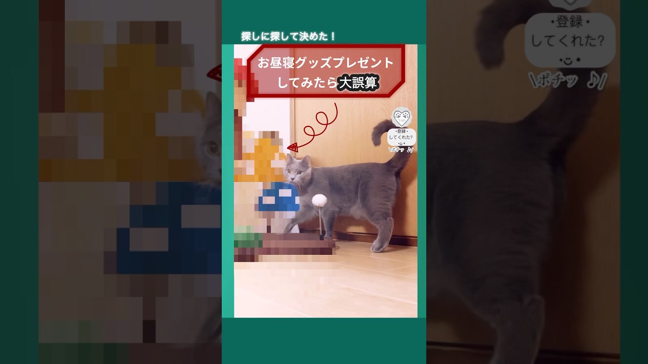 【やっちまった…】誕プレにお昼寝できるアイテム 猫 に贈ったら大誤算😭　惜しいでも可愛い #猫  #cat #シャルトリュー #猫ショート #chartreux #cattree #cattower
