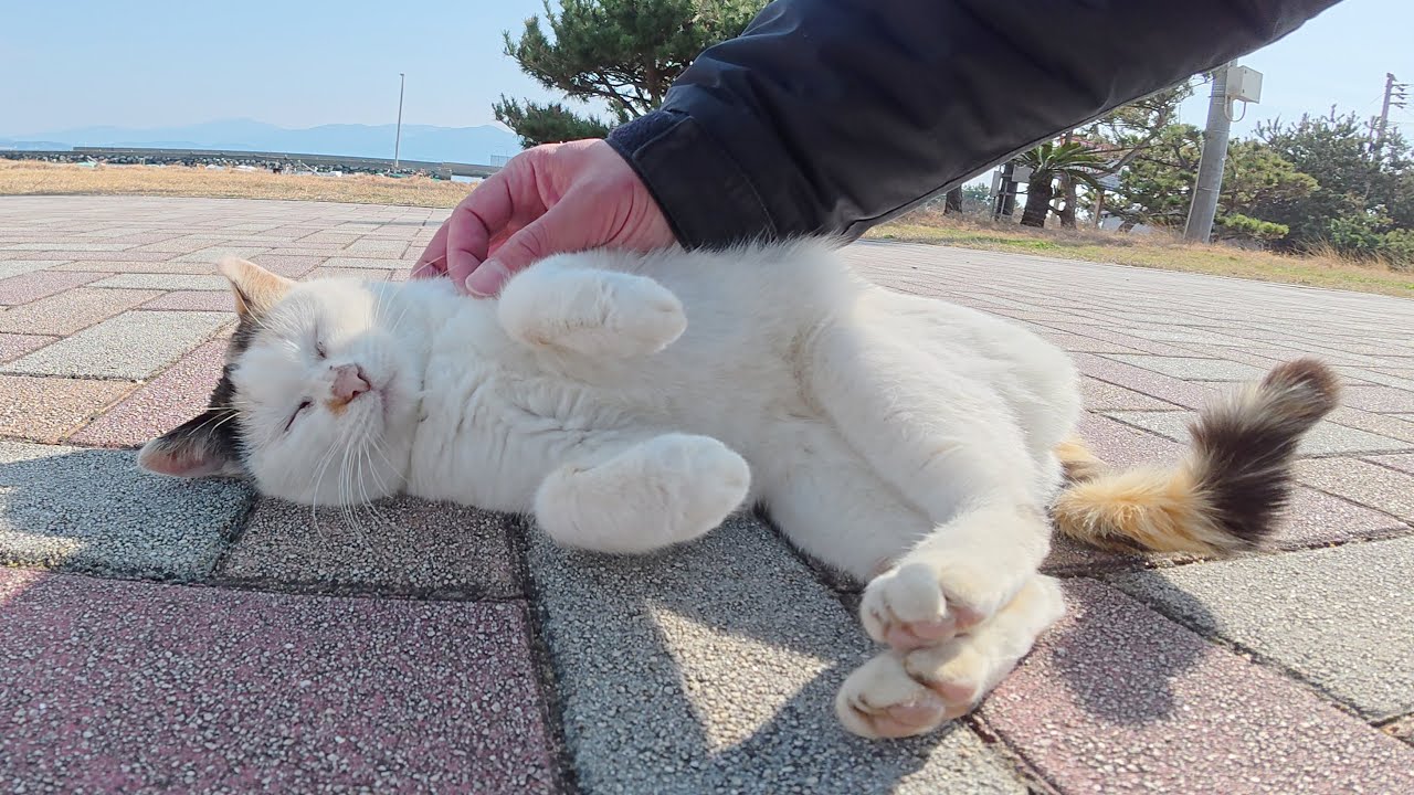 おかっぱ頭の三毛猫とロシアンブルー猫がモフられてゴロンゴロンする