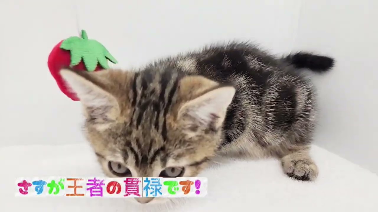 【アメリカンショートヘアー】ようこそ高井戸店へ