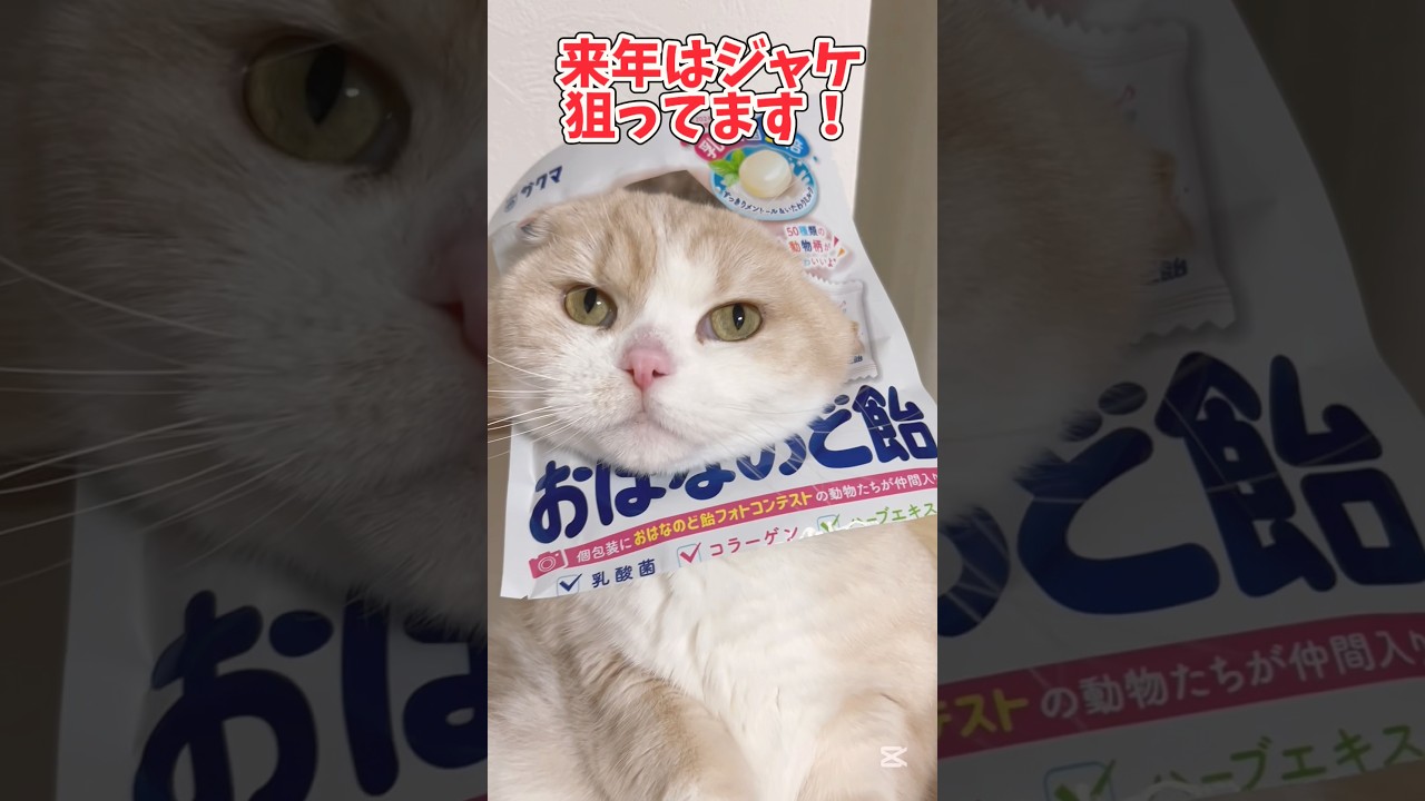 CM狙ってます！#スコティッシュフォールド #猫のいる暮らし