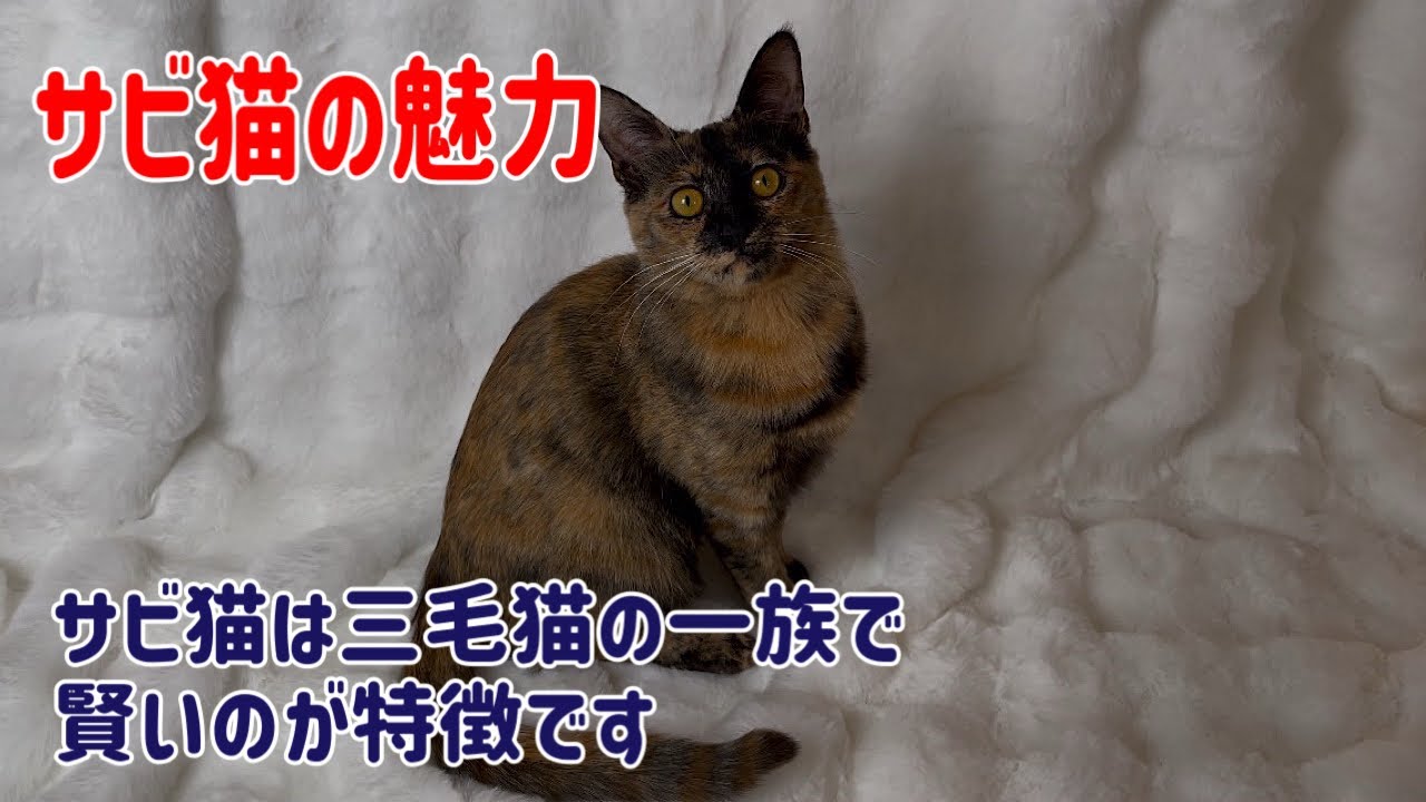 本日の動画はサビ猫「さかきちゃん」にスポットを当ててみた園長宅の様子