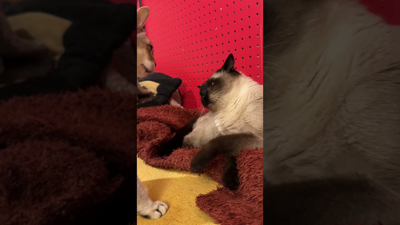たぬき猫にペロペロを避けられたので諦めて立ち去るシンガプーラなのにゃ♪
