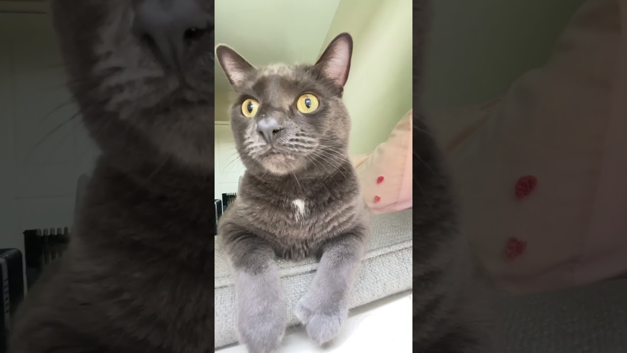 호기심 🐾🐈‍⬛ 고양이 #asmr #cat #funnyanimal #cutecat