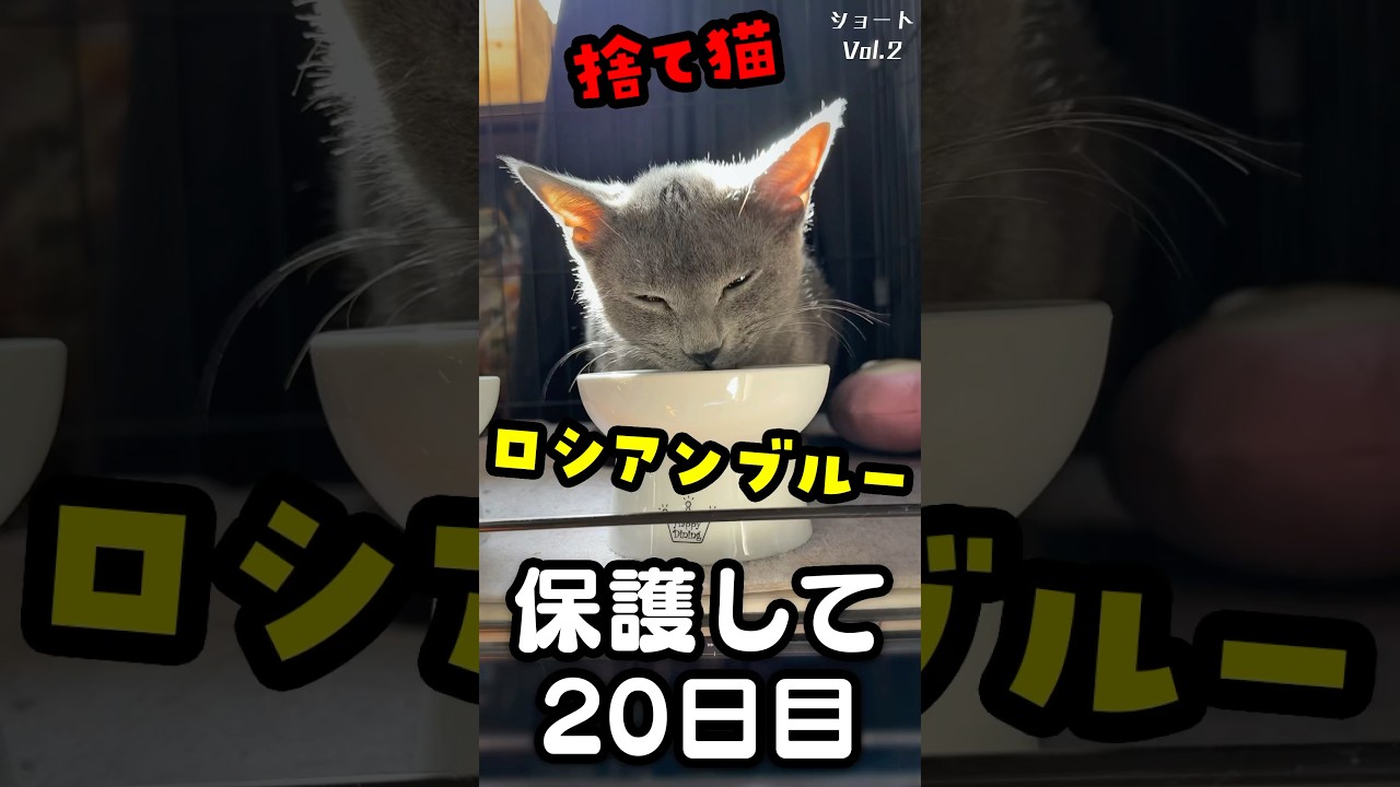 捨て猫ロシアンの人馴れ修行2