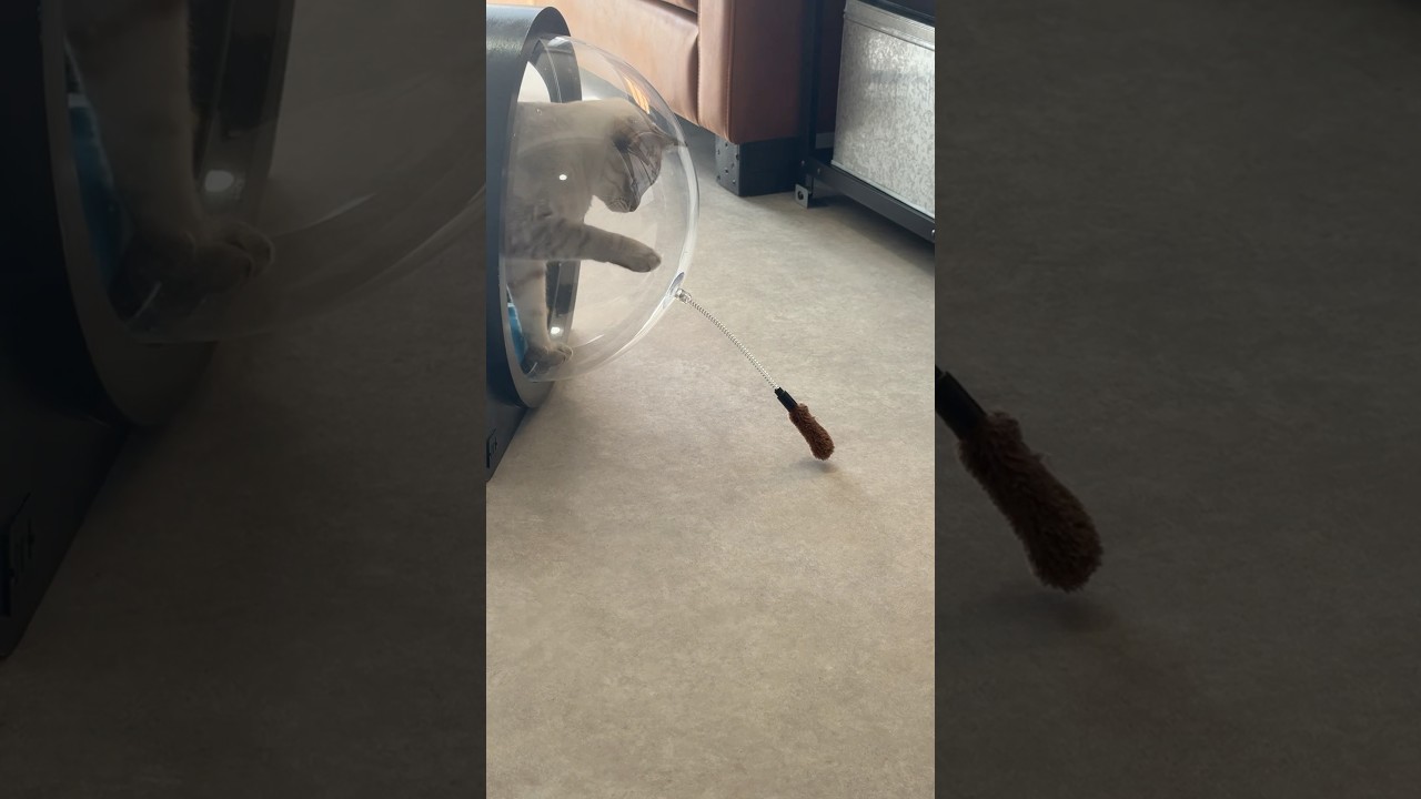 そっちからじゃ遊べないよ？　#シャムトラ #元保護猫 #シャムミックス  #cat #猫耳 #kitten  #猫耳 #siamesemix