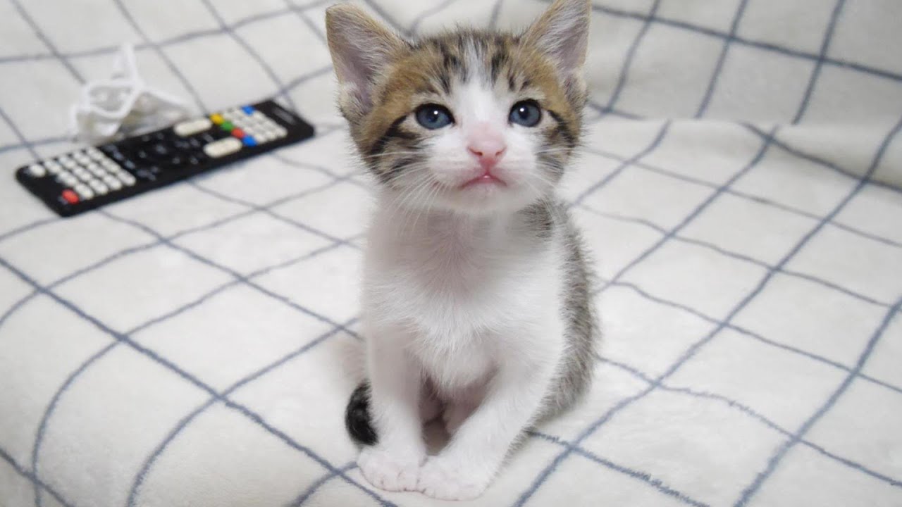 ちょこんとポーズ子猫がでママの順番待ちをする？【赤ちゃん猫　保護猫】