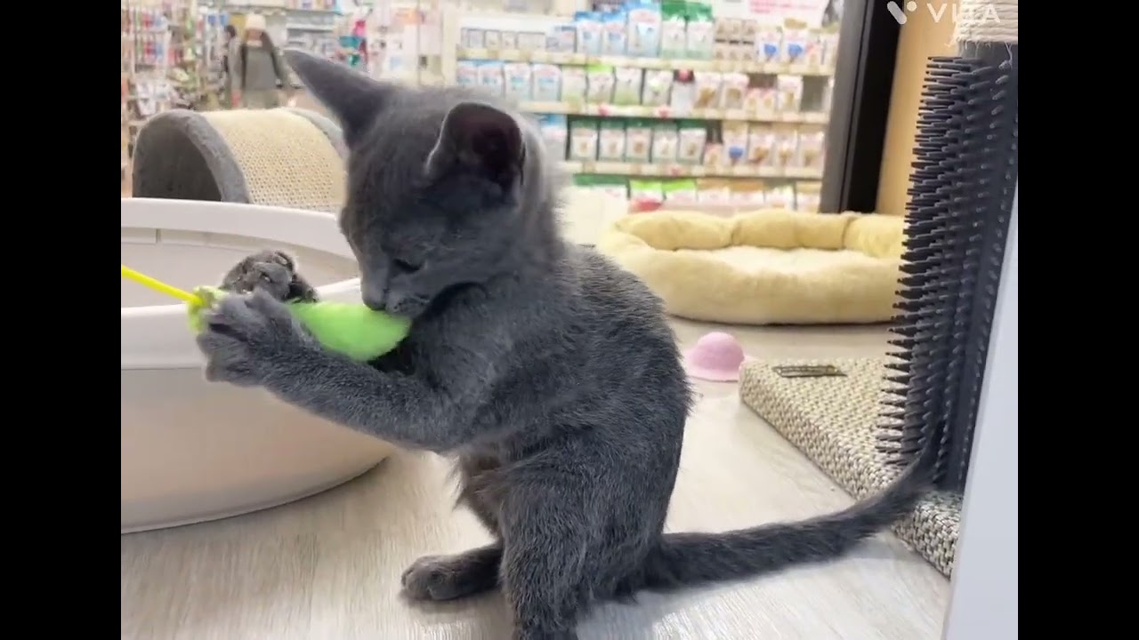 【マルワン横浜 港北NT店】元気いっぱいロシアンブルー君が新しく仲間入り！