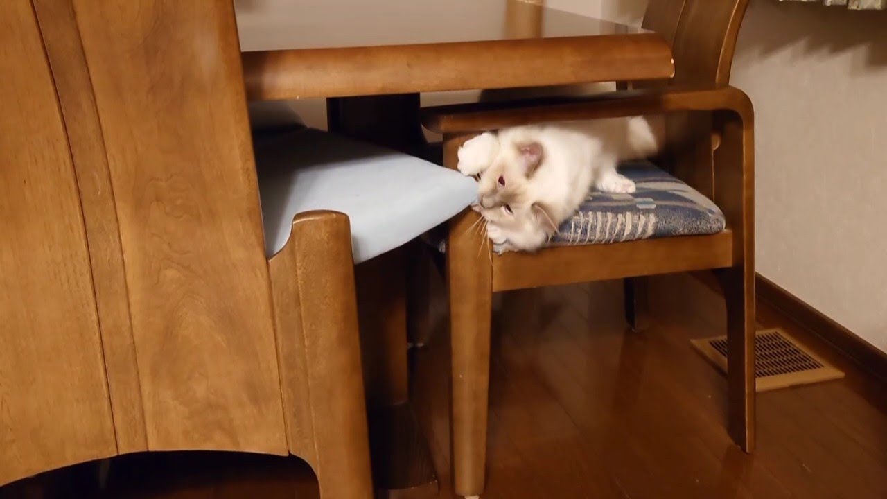 バーマンのカイくんのいたずら（ほんの一部です）(^-^;