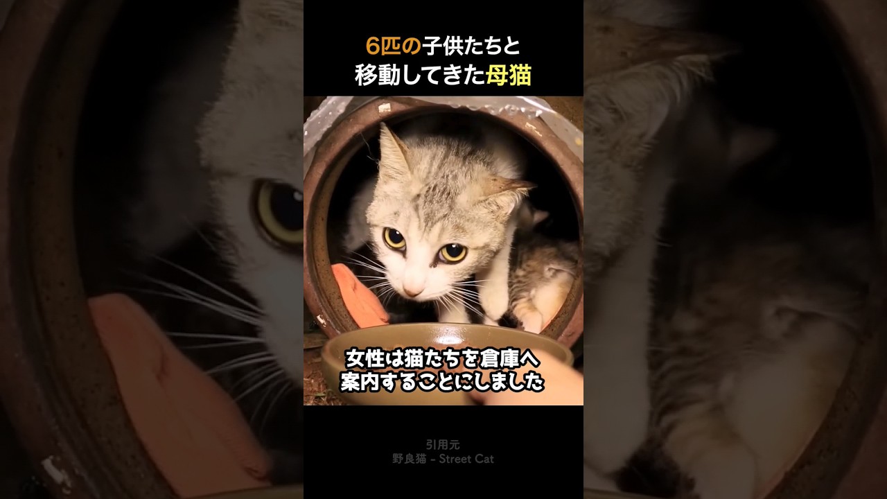 庭に現れた猫の親子