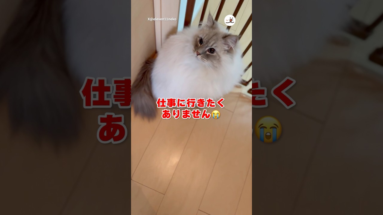 お仕事、行けなくなった🥲｜PECO #サイベリアン #猫 #愛猫家 #猫のいる暮らし #siberian #cat #catlover #catlife