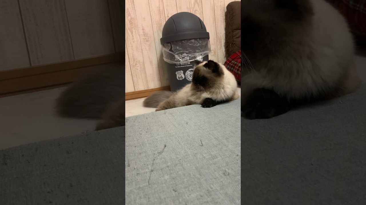 ここの段差がお気に入り #猫 #ヒマラヤン #猫のいる生活 #猫のいる暮らし #shorts