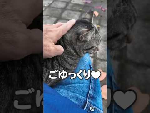 猫が膝にちょこんと乗ってきた♪