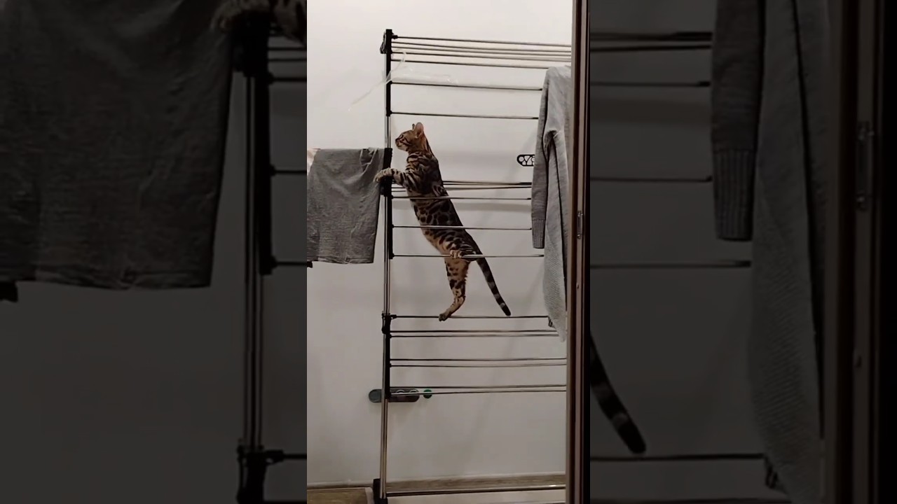 С этими кошками не соскучишься. 😸🙀🐱 #youtube #shorts #funnycats #cat