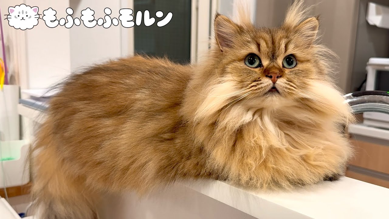 猫の新しい変な毛を発見しました 【サイベリアン】
