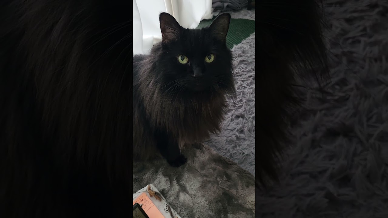 February 6, 2025 #cat #kitten #cute#cat training results #funny #kitty