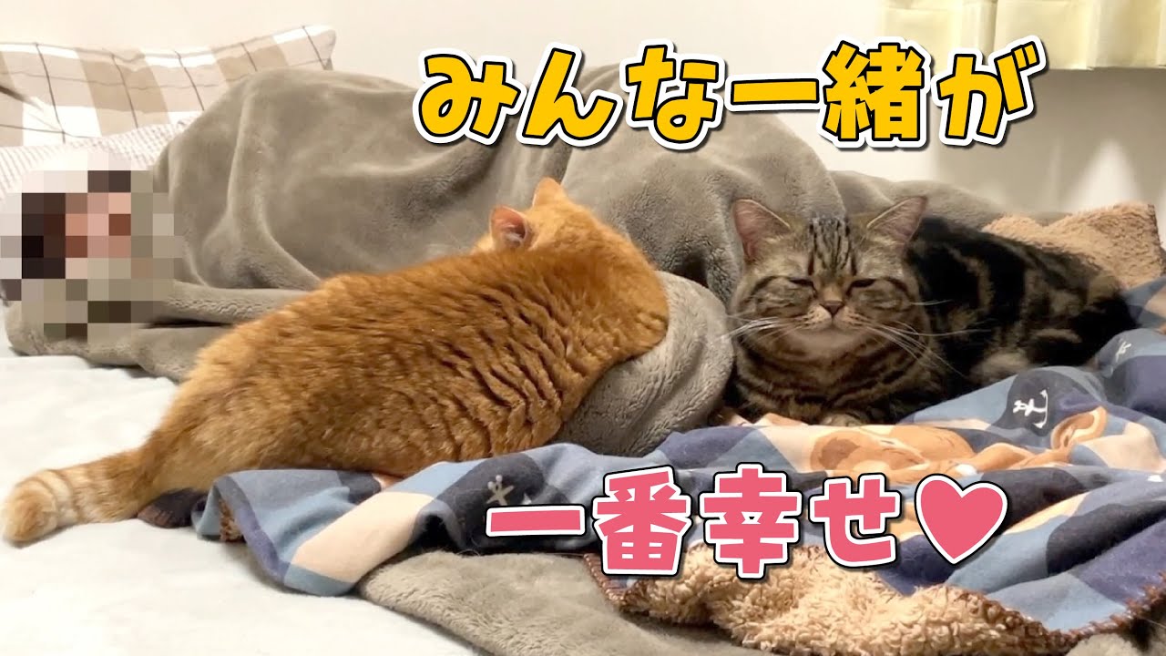 つい猫を優先してしまう飼い主の末路が幸せすぎた…！