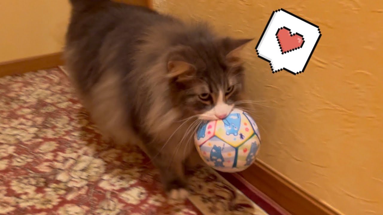 【あべのべあ♡】ばあばにもらったお土産で、ルンルン遊ぶもふ猫たち！！！ノルウェージャンフォレストキャットとターキッシュアンゴラ