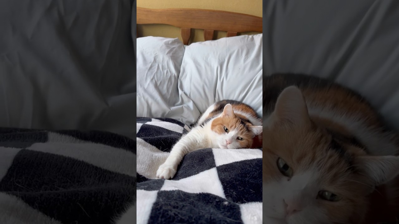 【三毛猫】私と一緒に起きるミケ
