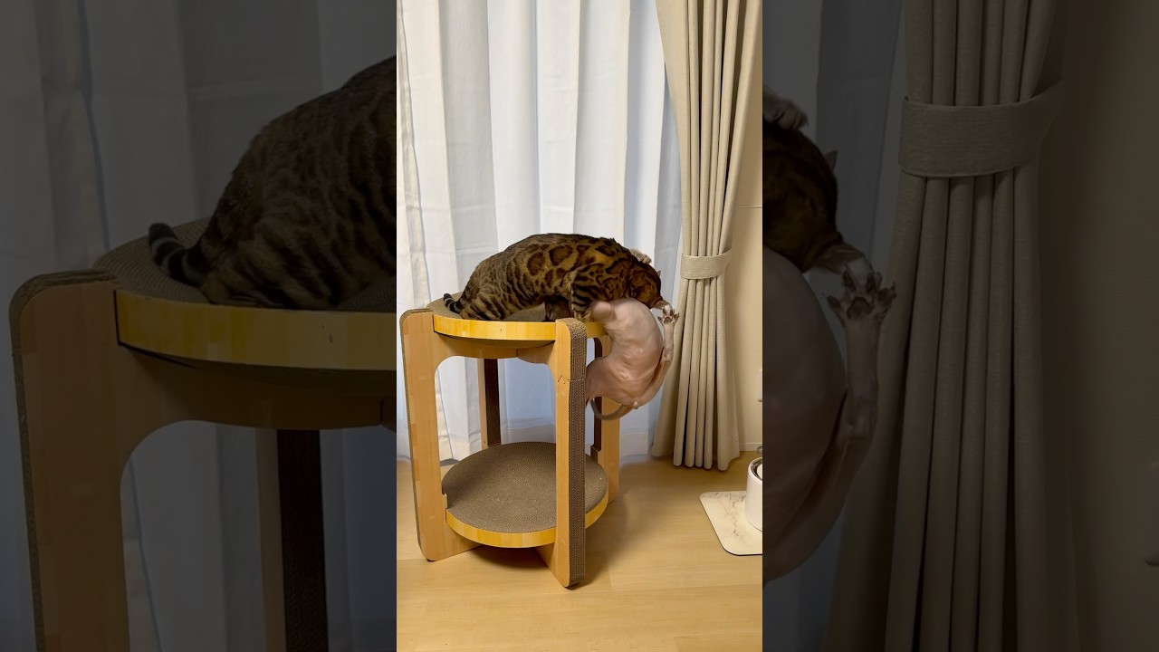 陣地争奪戦にて敗北した毛のない猫【スフィンクス】