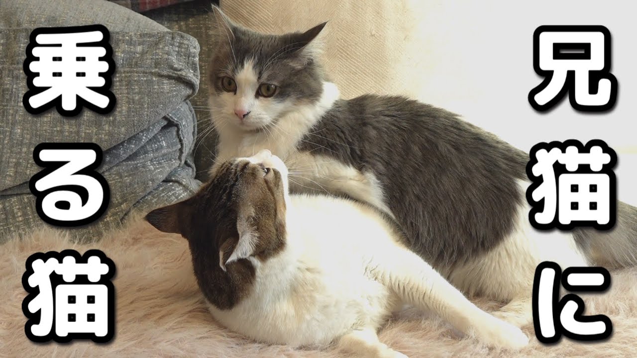 上下関係を全く理解できてなくて困った弟猫