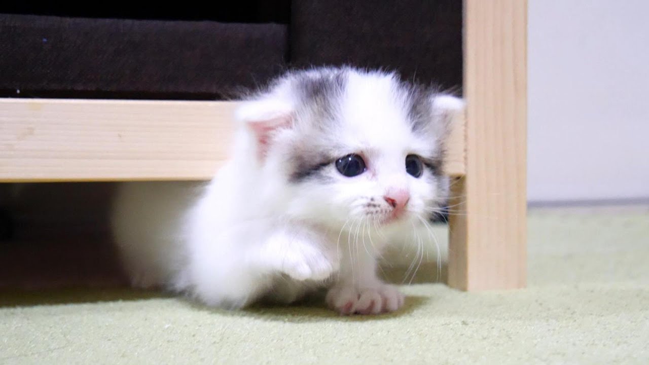ミルクに気づいた子猫が狭い所から登場！？【赤ちゃん猫　保護猫】