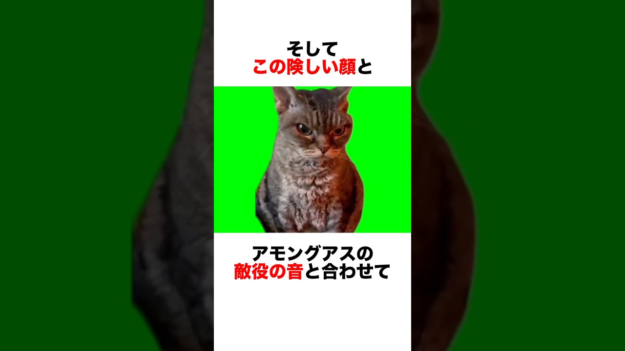 ㊙️🐈猫ミームの怒ってる猫の秘密 #動物 #動物園 #いきもの #自然 #生き物