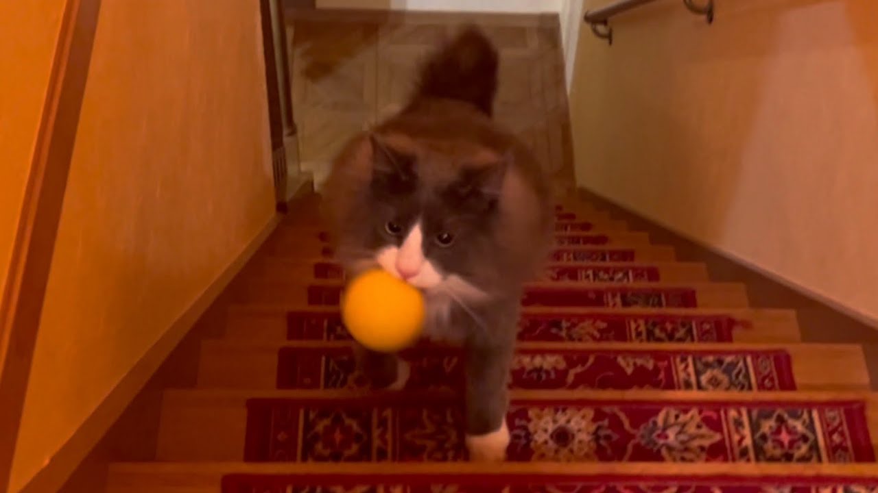 【犬みたいな猫⁉︎】キャッチボールが大好きな、身体能力高めなターキッシュアンゴラ♡