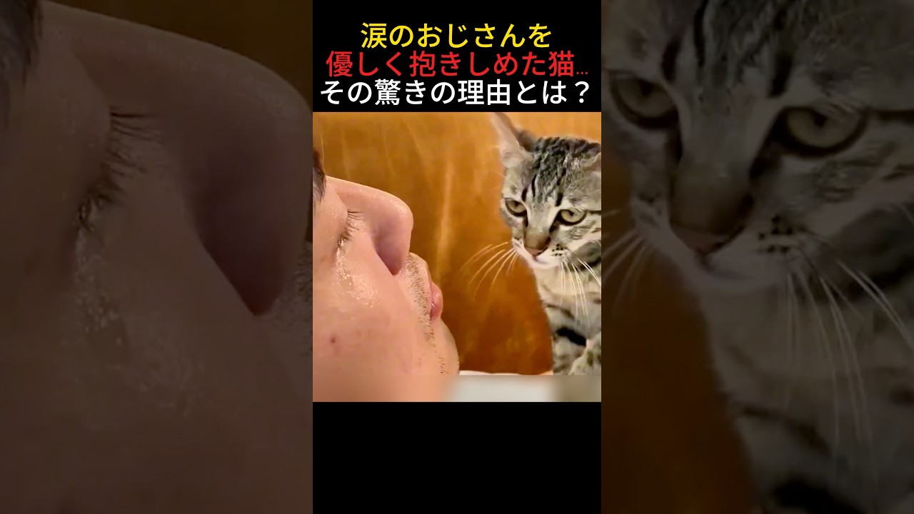 涙のおじさんを優しく抱きしめた猫…その驚きの理由とは？