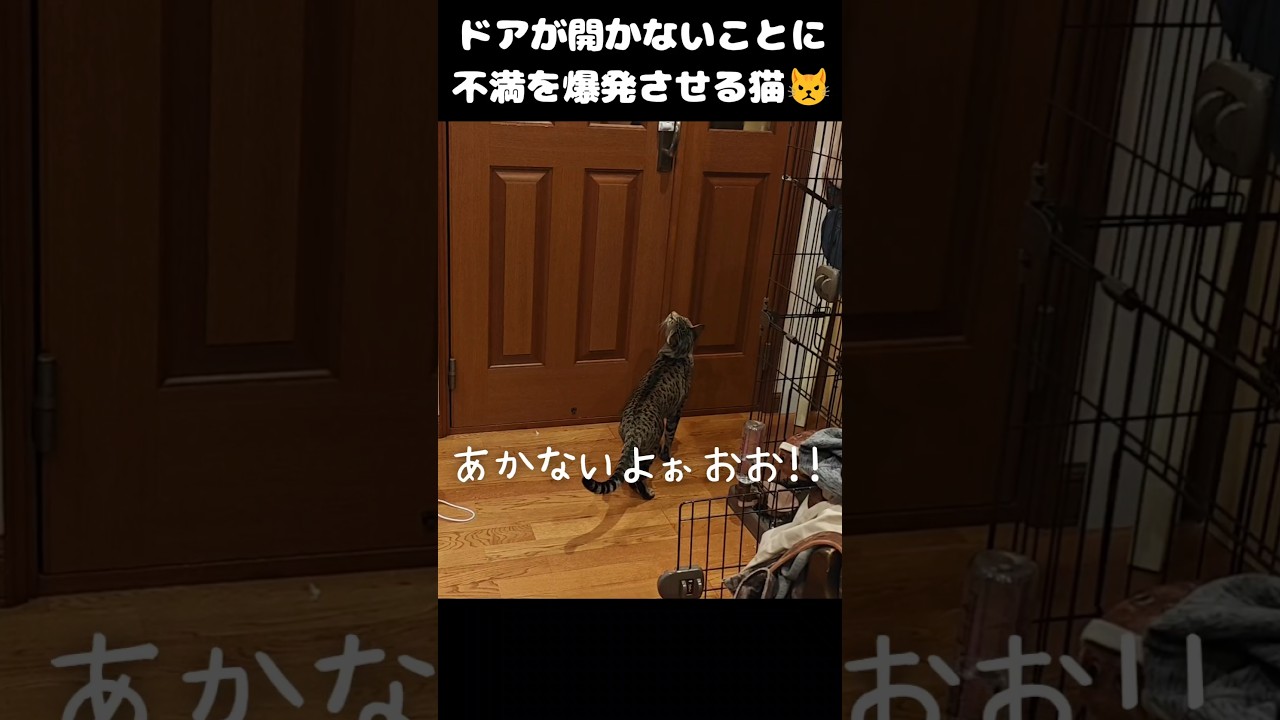 【猫動画】ドアが開けられなくて不満を爆発させる猫　#cat  #cats #shorts #猫 #ねこ